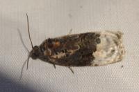 Apotomis betuletana