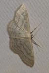 Idaea subsericeata