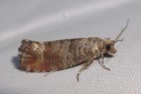 Clavigesta purdeyi/sylvestrana