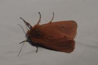 Phragmatobia fuliginosa