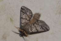 Thaumetopoea pityocampa