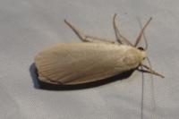Collita griseola
