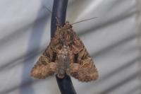 Mesapamea secalella/secalis