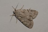 Acronicta psi/tridens