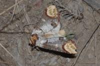 Phalera bucephala