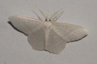 Jodis lactearia