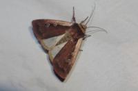 Ochropleura plecta