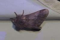 Thaumetopoea processionea