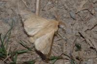 Malacosoma neustria