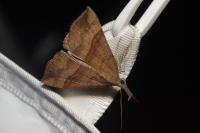 Hypena proboscidalis