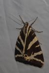 Euplagia quadripunctaria