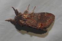 Notodonta dromedarius