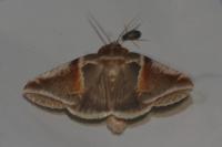 Habrosyne pyritoides