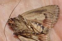 Amphipyra pyramidea