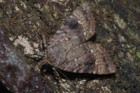 Amphipyra pyramidea