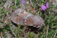 Dendrolimus pini