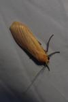 Wittia sororcula