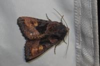 Euplexia lucipara