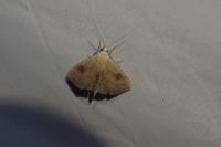 Rivula sericealis