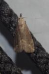 Schrankia costaestrigalis