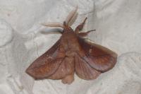 Euthrix potatoria