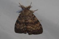 Lymantria dispar