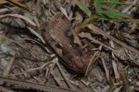 Xestia c-nigrum