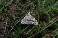 Lymantria monacha