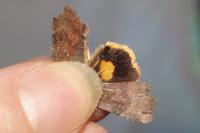 Noctua janthina