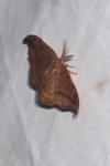Drepana curvatula