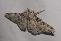 Biston betularia