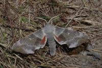 Laothoe populi
