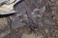 Laothoe populi