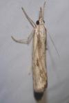 Agriphila inquinatella