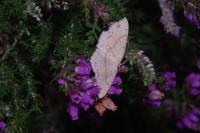 Cyclophora punctaria