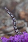 Eupithecia nanata