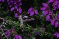 Cosmorhoe ocellata