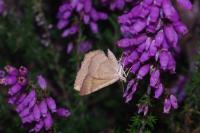Camptogramma bilineata