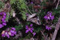 Autographa gamma