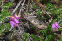 Agrotis ipsilon