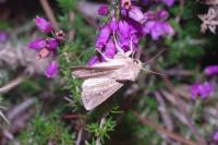 Mythimna albipuncta