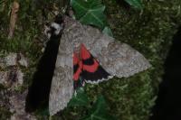 Catocala nupta