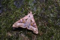 Phlogophora meticulosa