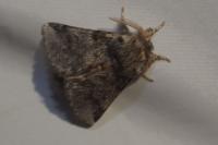 Thaumetopoea processionea