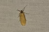 Wittia sororcula