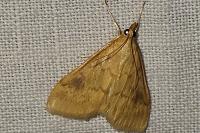 Ostrinia nubilalis/scapulalis