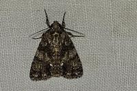 Acronicta rumicis