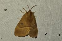 Lasiocampa quercus