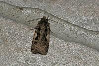 Xestia c-nigrum