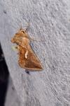 Macdunnoughia confusa